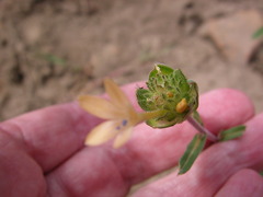 Collomia grandiflora