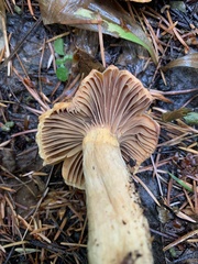 Chroogomphus tomentosus