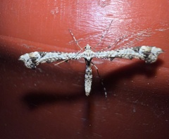 Amblyptilia pica
