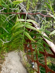 Ficus carica
