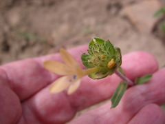 Collomia grandiflora