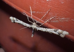 Amblyptilia pica