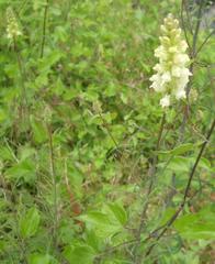 Linaria peloponnesiaca