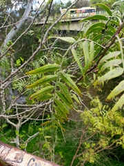 Ficus carica