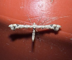 Amblyptilia pica