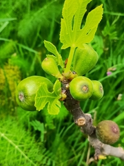 Ficus carica