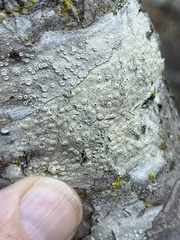 Lecanora caesiorubella