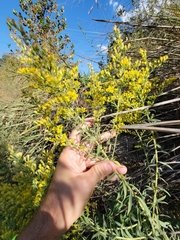 Solidago juliae