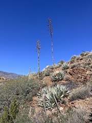 Agave deserti