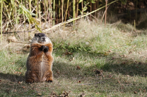 Groundhog — photo 1