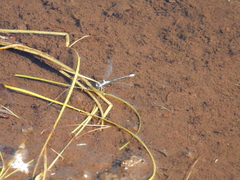 Lestes disjunctus