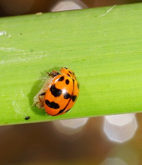 Harmonia octomaculata