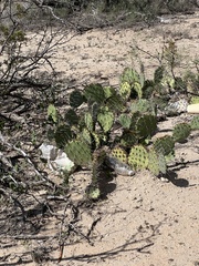 Opuntia tortispina