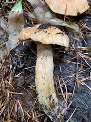 Chroogomphus tomentosus