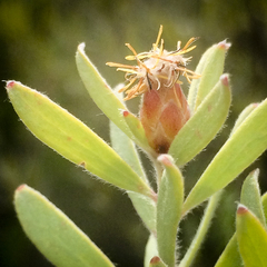 Leucadendron rubrum