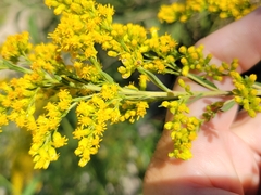Solidago juliae