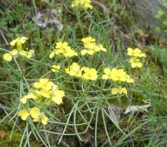 Alyssum montanum