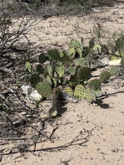 Opuntia tortispina