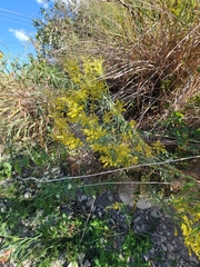 Solidago juliae