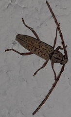 Elaphidion spinicorne