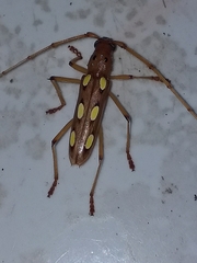 Eburodacrys triocellata