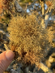 Usnea rubicunda