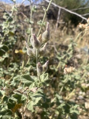 Malacothamnus orbiculatus