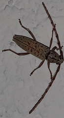 Elaphidion spinicorne