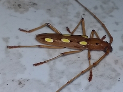 Eburodacrys triocellata