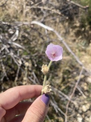 Malacothamnus orbiculatus