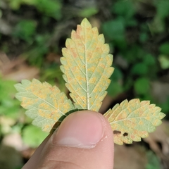 Quasipucciniastrum ochraceum