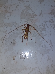 Eburodacrys triocellata