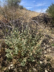 Malacothamnus orbiculatus