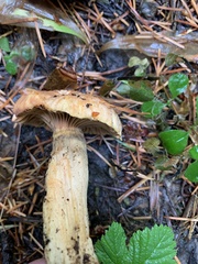 Chroogomphus tomentosus