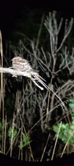 Hydropsalis torquata