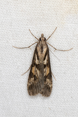 Nomophila corticalis