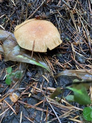 Chroogomphus tomentosus