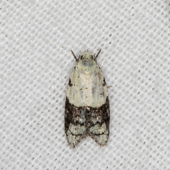 Tracholena sulfurosa