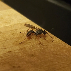 Auplopus mellipes