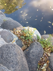Tanacetum parthenium