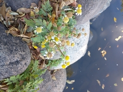 Tanacetum parthenium