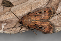 Agrotis infusa