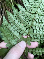 Polystichum braunii image