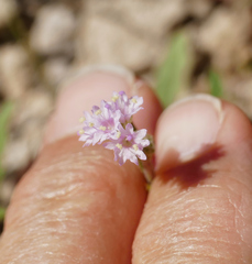 Boerhavia purpurascens