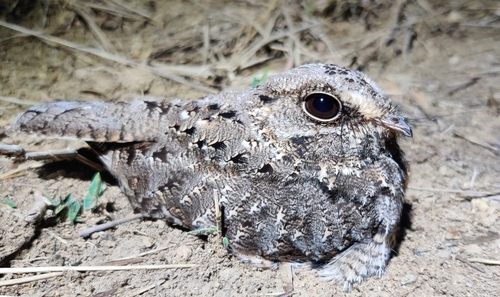 Sickle-winged Nightjar (Eleothreptus anomalus)