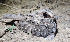 Eleothreptus anomalus