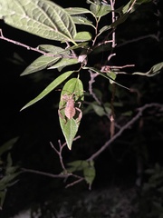 Acanthocephala terminalis