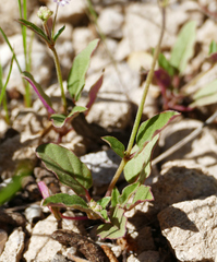 Boerhavia purpurascens