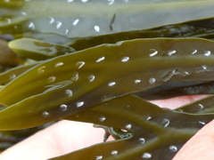 Fucus distichus