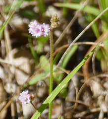 Boerhavia purpurascens